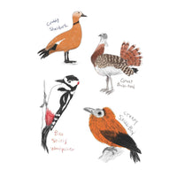 The Field Guide to Dumb Birds Sticker Book: 100+ Stickers of the Dumbest Birds