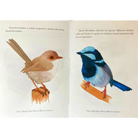 Gynandromorphs: The Beauty of Both