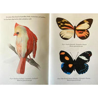 Gynandromorphs: The Beauty of Both