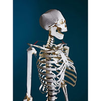 Build Your Own Human Skeleton – Life Size!