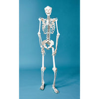 Build Your Own Human Skeleton – Life Size!