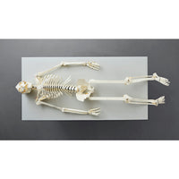 Build Your Own Human Skeleton – Life Size!