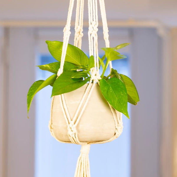 Macrame And Cement Planter