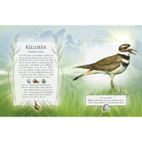 The Little Book of Backyard Bird Songs