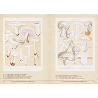 Mushroom Botanical Art