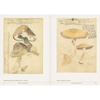 Mushroom Botanical Art