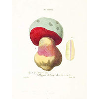 Mushroom Postcards Tankobon