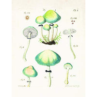 Mushroom Postcards Tankobon