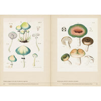 Mushroom Botanical Art