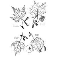 Native Harvests: American Indian Wild Foods and Recipes