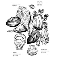 Native Harvests: American Indian Wild Foods and Recipes