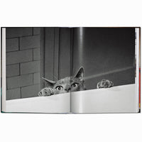 Walter Chandoha. Cats. Photographs 1942-2018