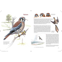 What It's Like to Be a Bird