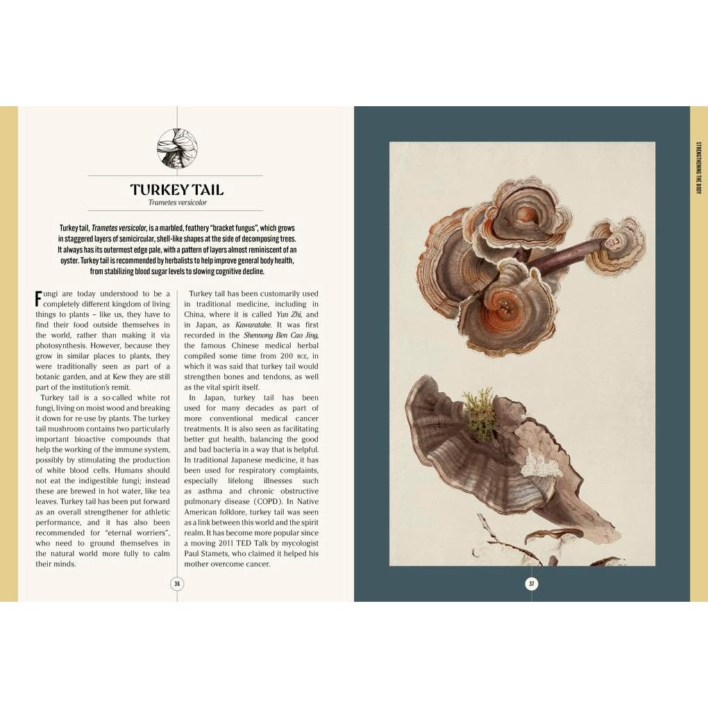 The Apothecary's Garden: The Science And Mythology Of Medicinal Plant