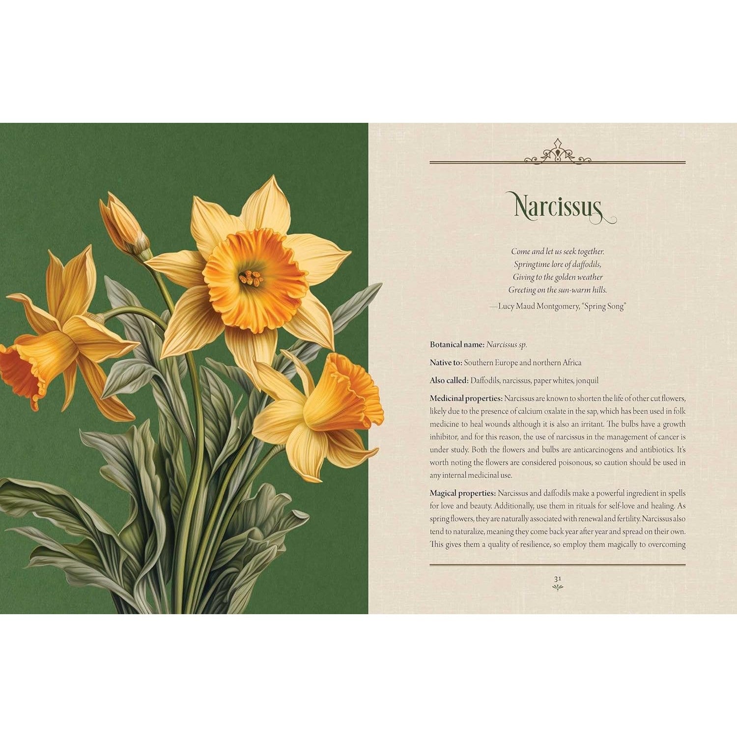 Enchanted Plants: A Treasury of Botanical Folklore and Magic