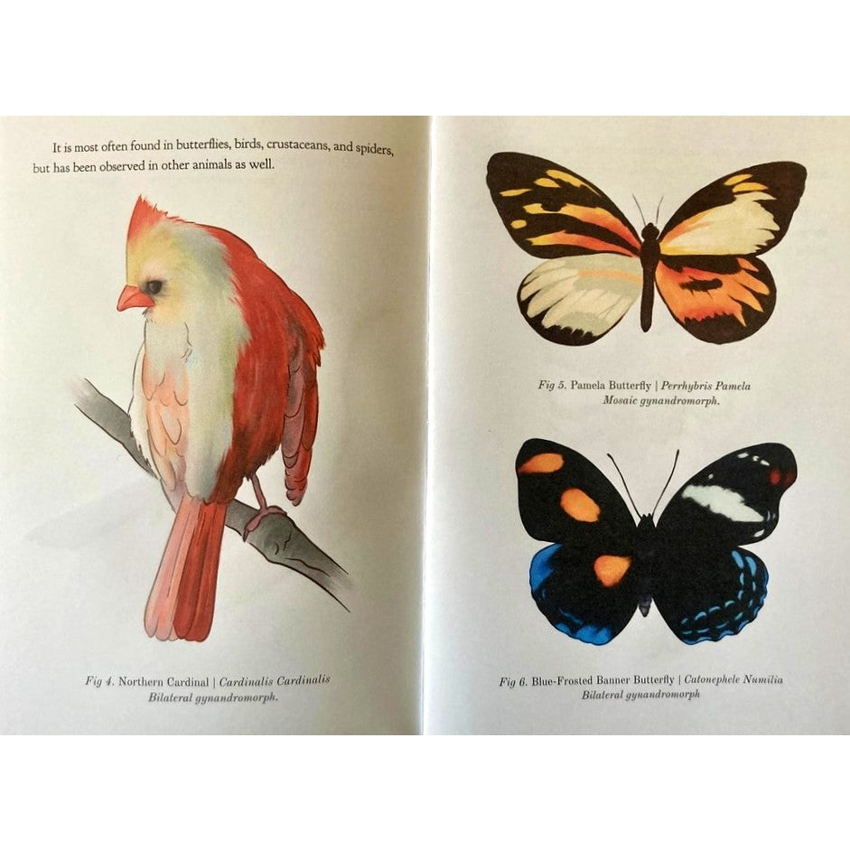 Gynandromorphs: The Beauty of Both