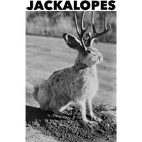 Jackalopes