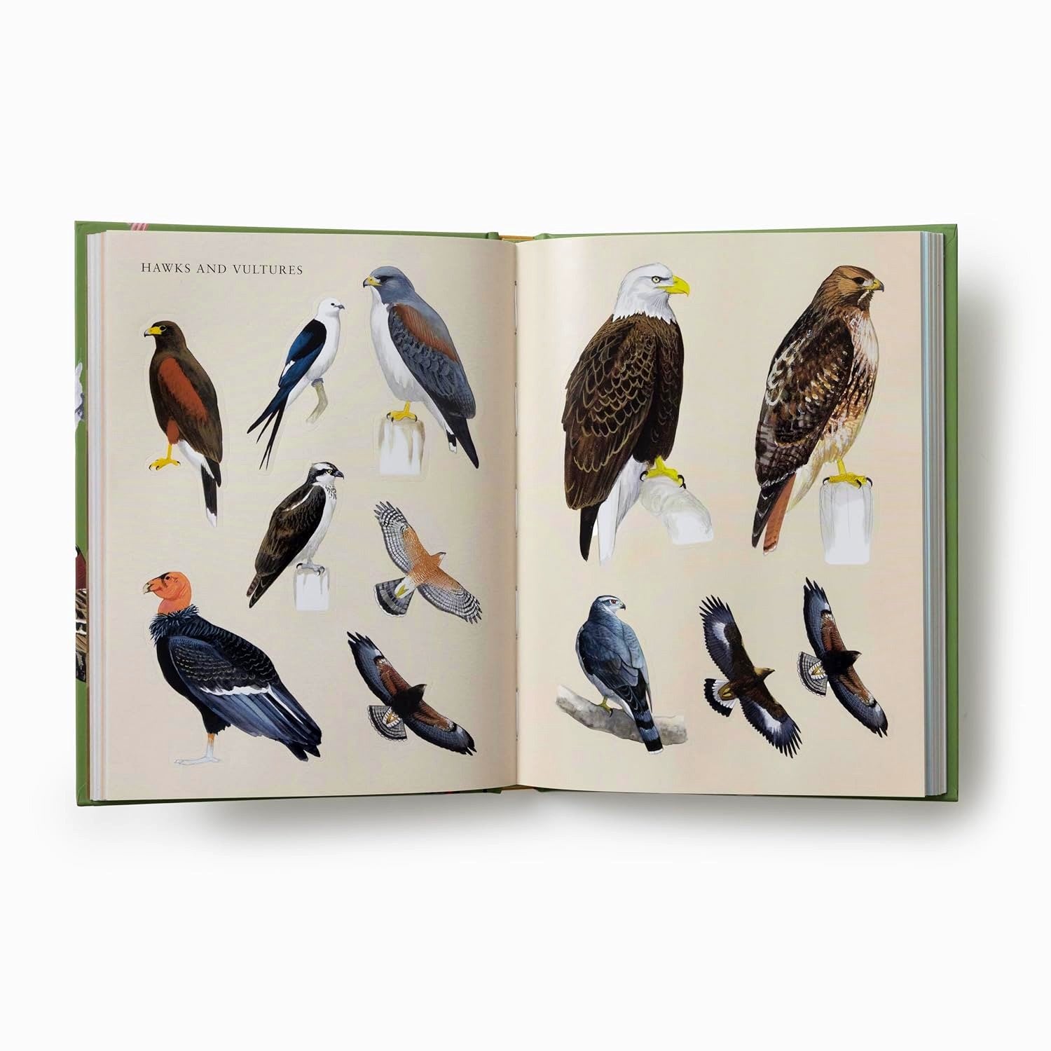 Sibley Birding Sticker Book
