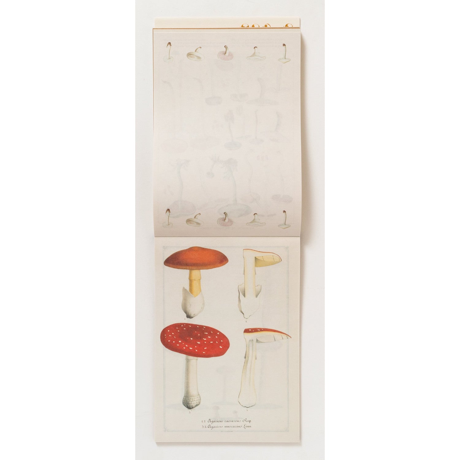 100 Writing and Crafting Papers of Mushrooms