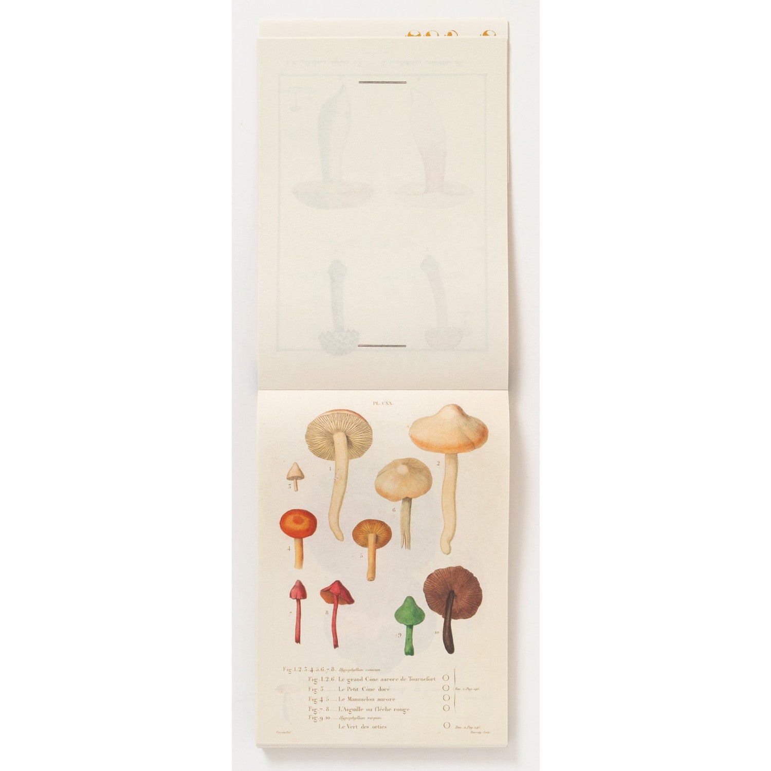 100 Writing and Crafting Papers of Mushrooms