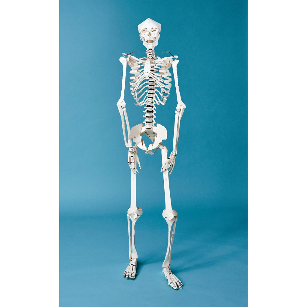 Build Your Own Human Skeleton – Life Size!