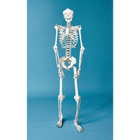 Build Your Own Human Skeleton – Life Size!