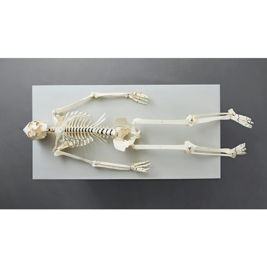 Build Your Own Human Skeleton – Life Size!