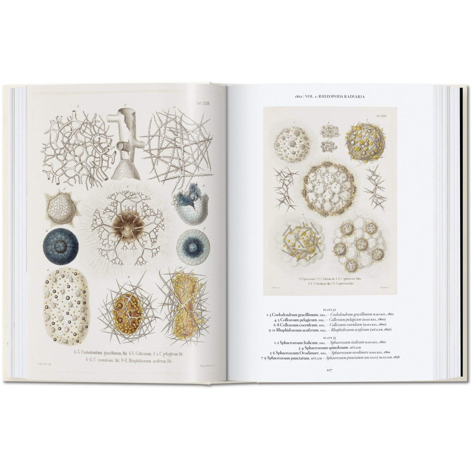Ernst Haeckel