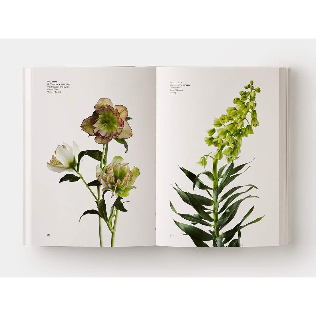 Flower Color Guide