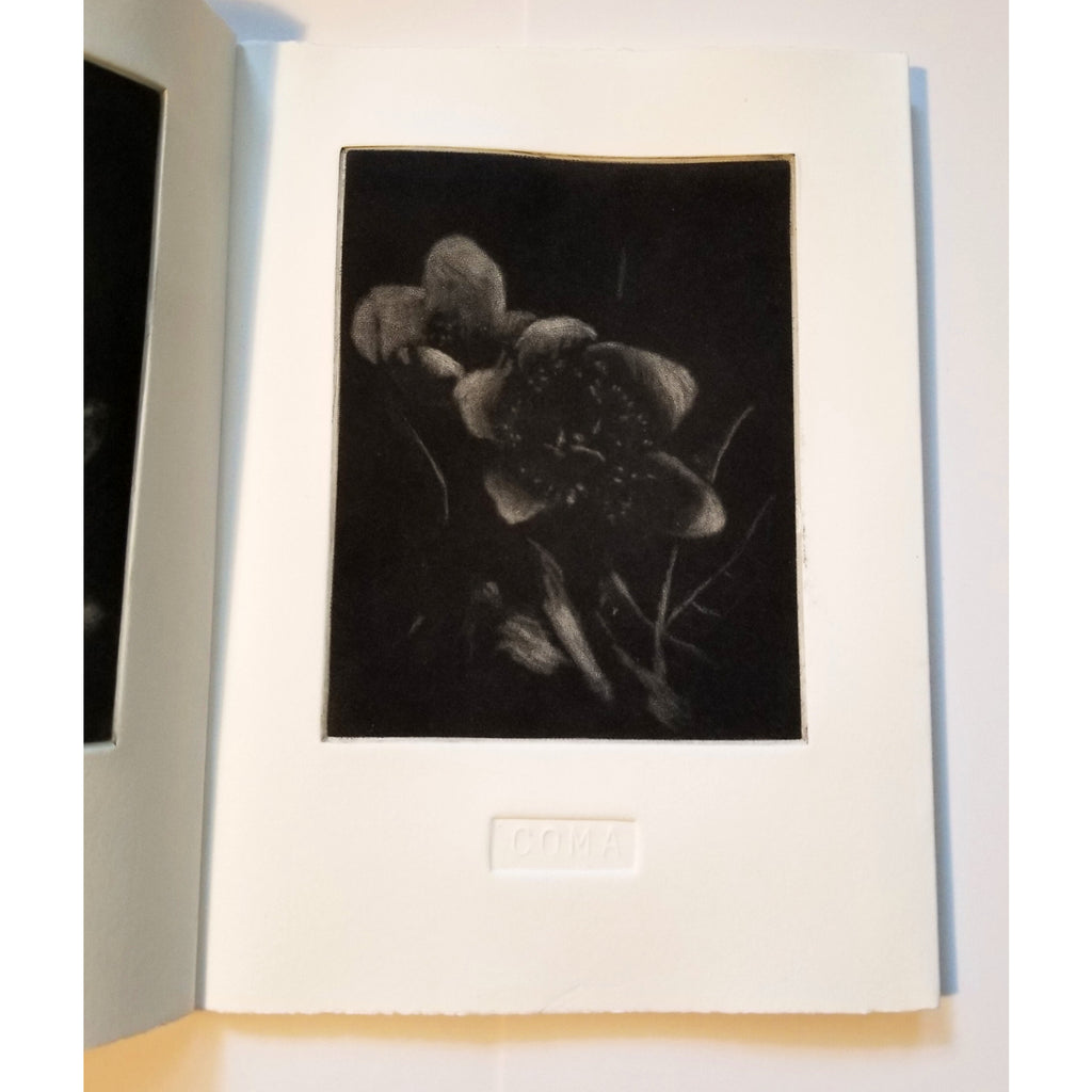 In Full Flower Let Night Come