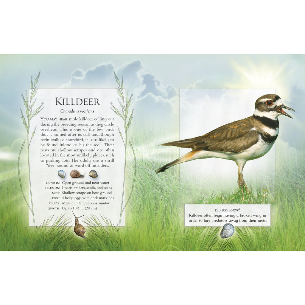 The Little Book of Backyard Bird Songs