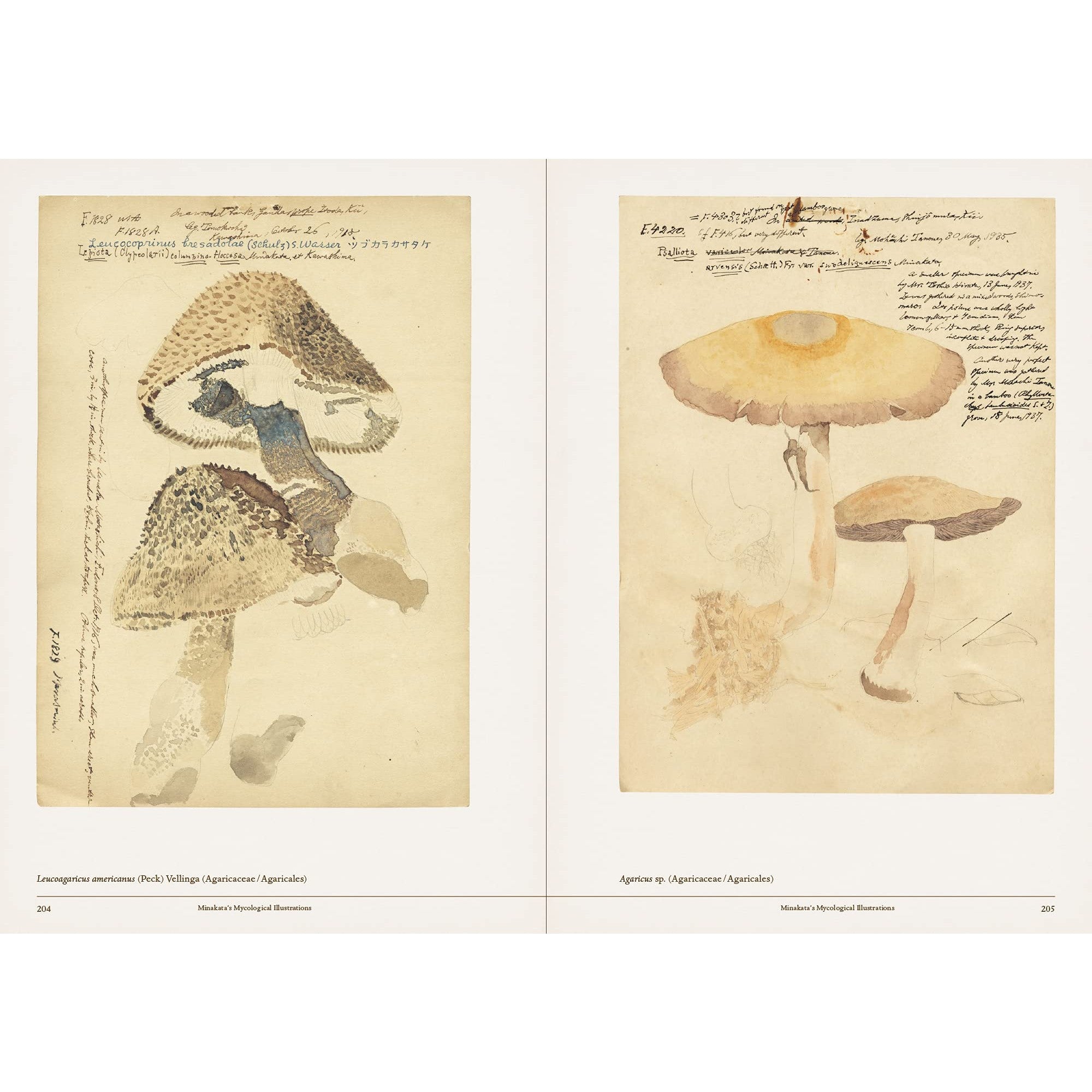 Mushroom Botanical Art