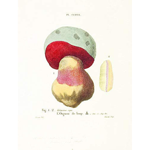 Mushroom Postcards Tankobon 