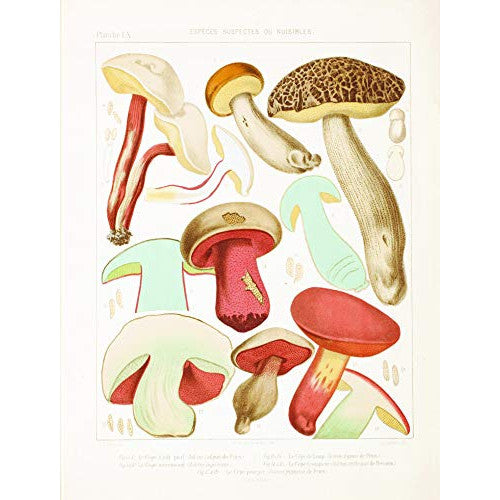 Mushroom Postcards Tankobon 