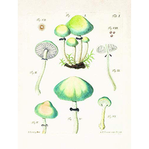 Mushroom Postcards Tankobon 