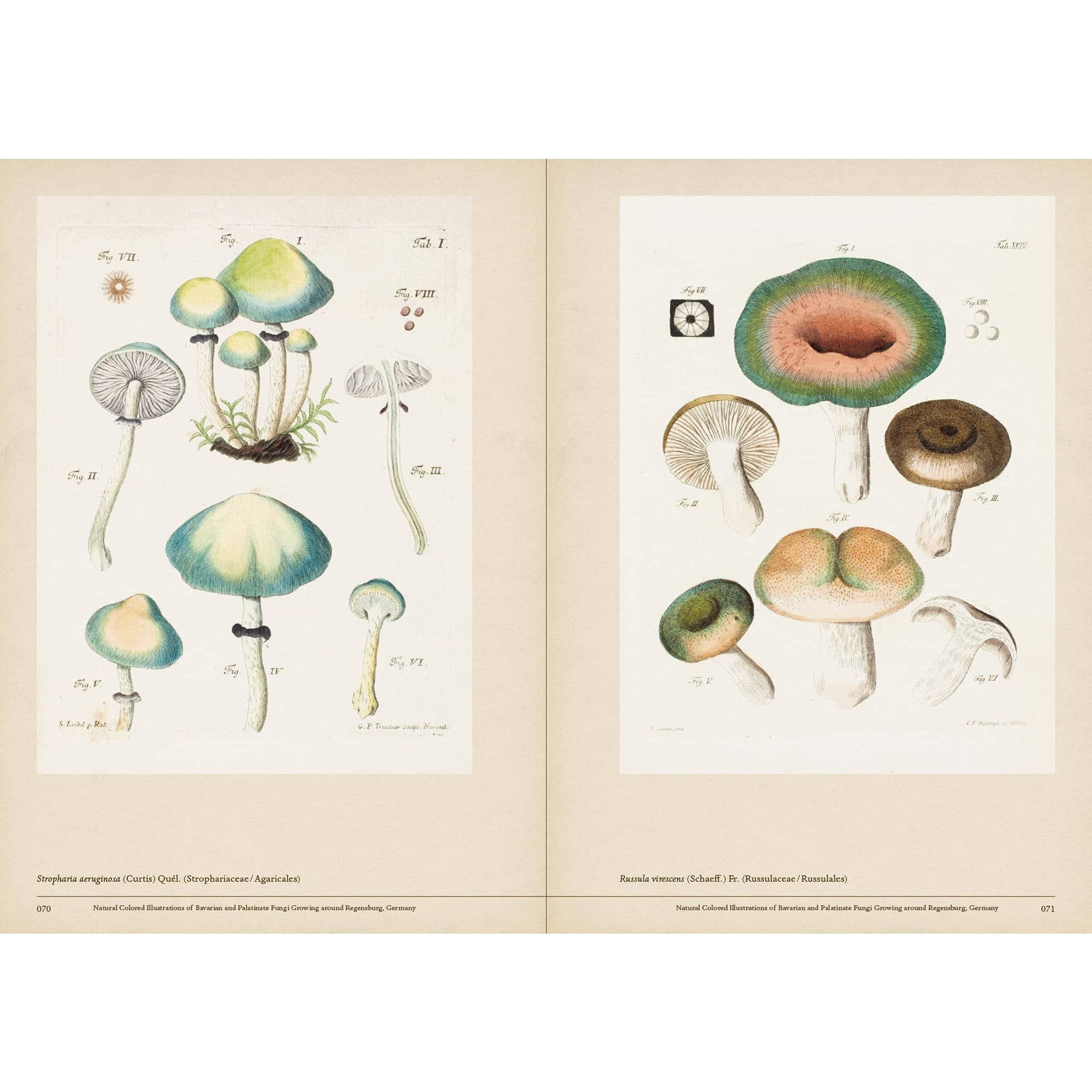 Mushroom Botanical Art