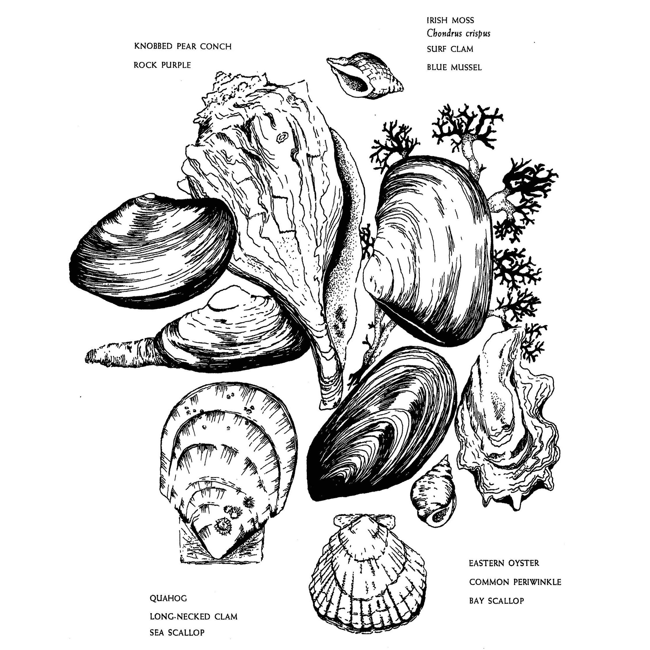Native Harvests: American Indian Wild Foods and Recipes