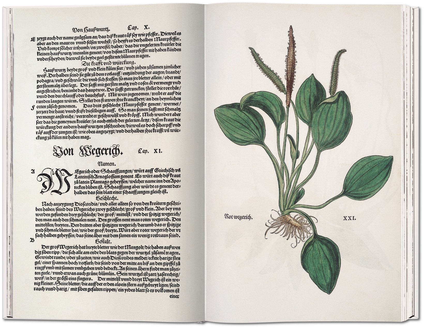Leonhart Fuchs: The New Herbal of 1543