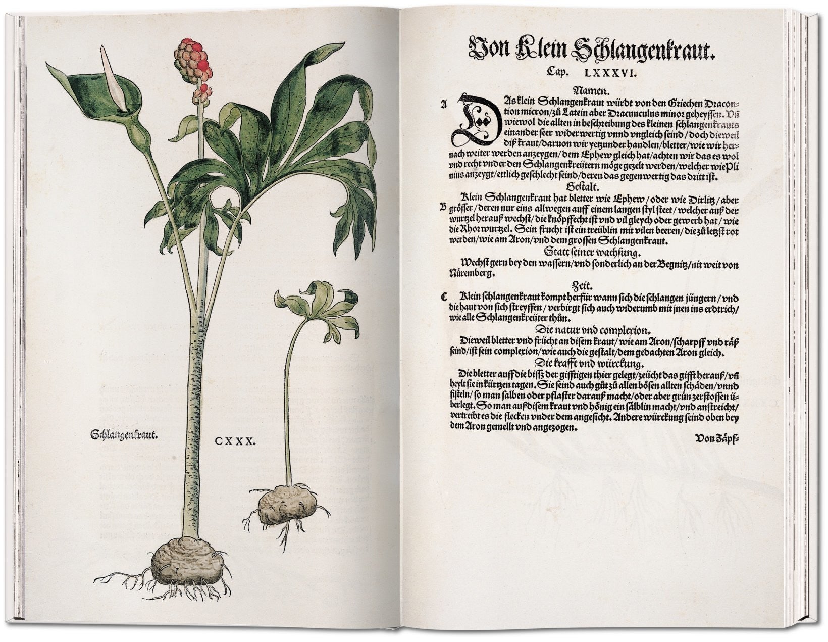 Leonhart Fuchs: The New Herbal of 1543