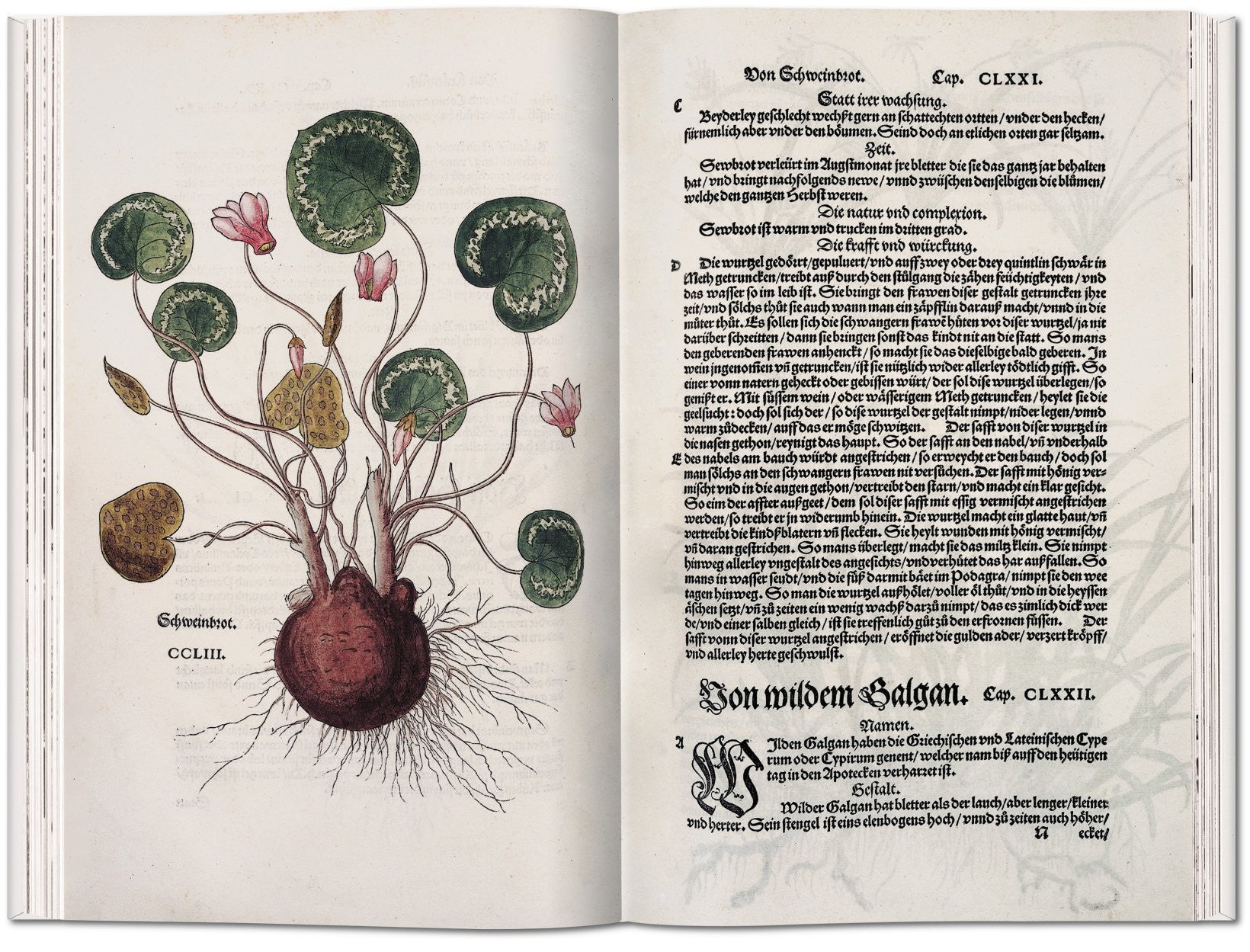 アート・デザイン・音楽 Leonhart Fuchs : The New Herbal of 1543 Leonhart Fuchs: The New Herbal of 1543 – Atomic Books