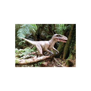 Raptor Postcard