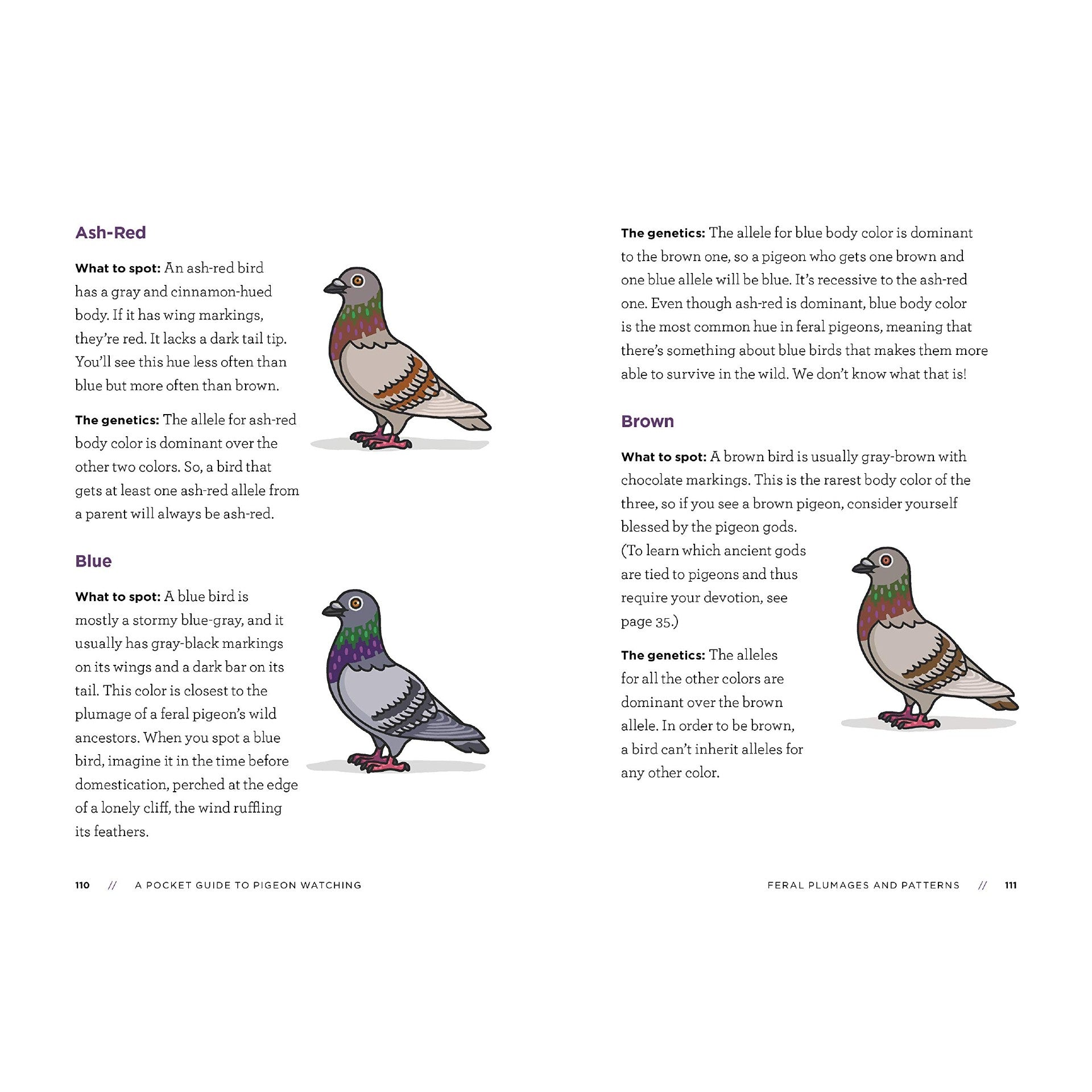 A Pocket Guide to Pigeon Watching: Getting to Know the World's Most Misunderstood Bird