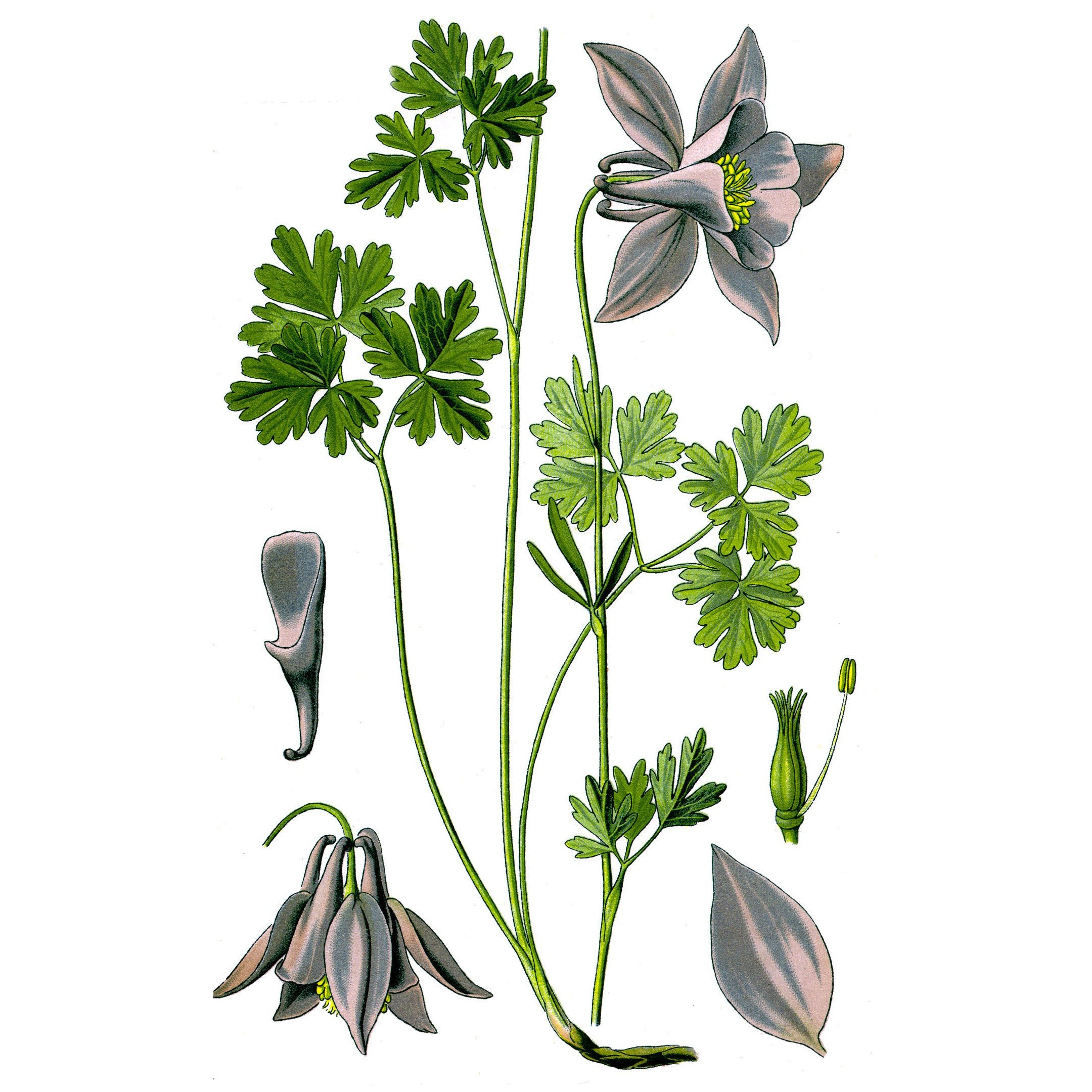 Plant Families