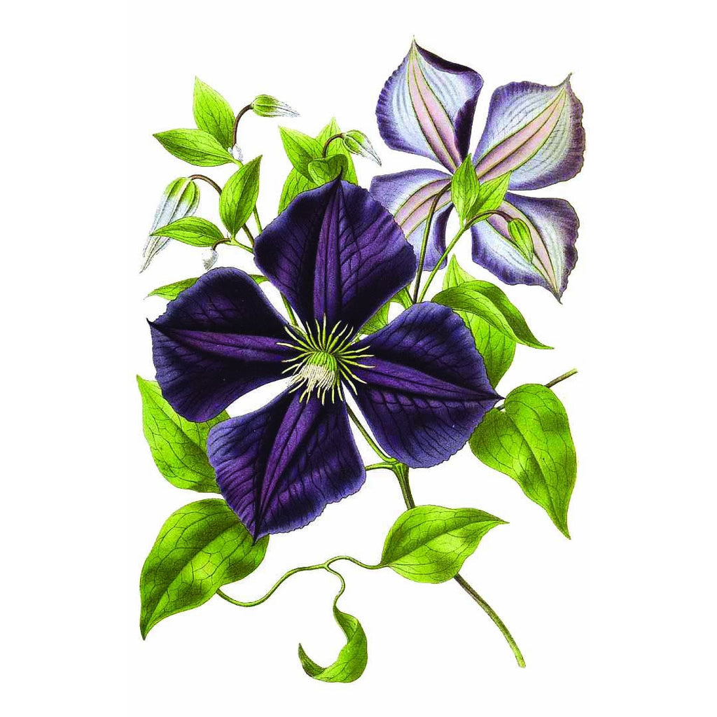 Plant Families