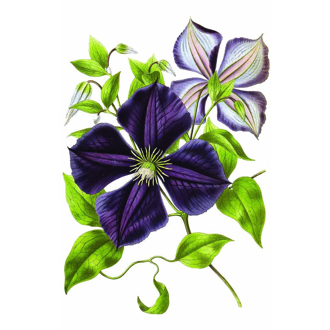 Plant Families
