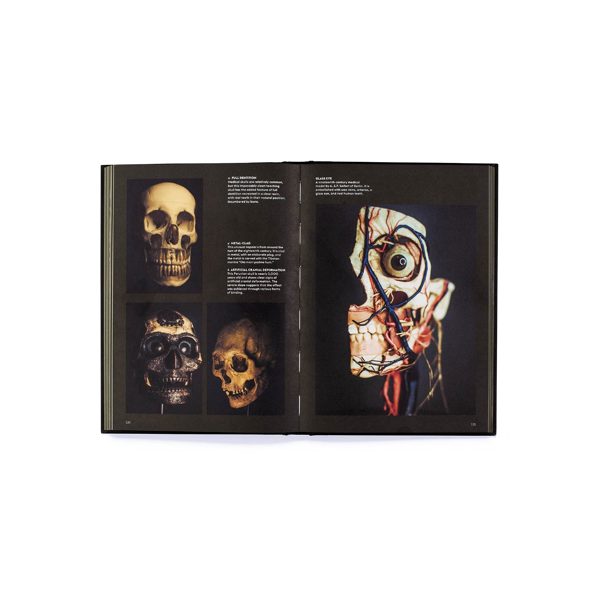 Skull on book アクリル原画 Skulls: Portraits of the Dead and the Stories They Tell – Atomic Books
