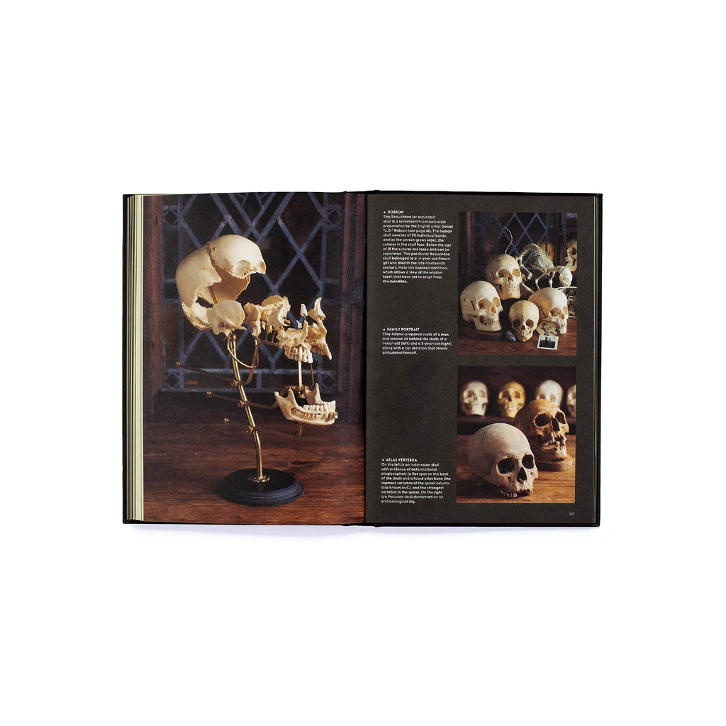 Skulls: Portraits of the Dead and the Stories They Tell