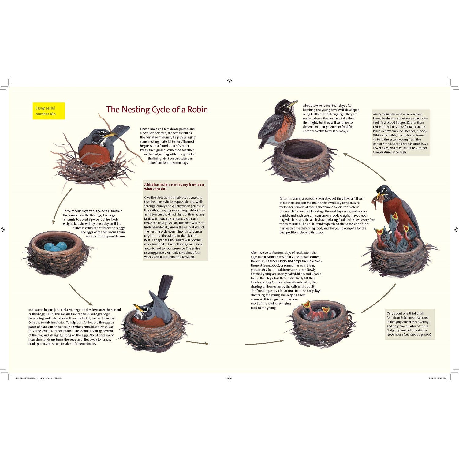What It's Like to Be a Bird